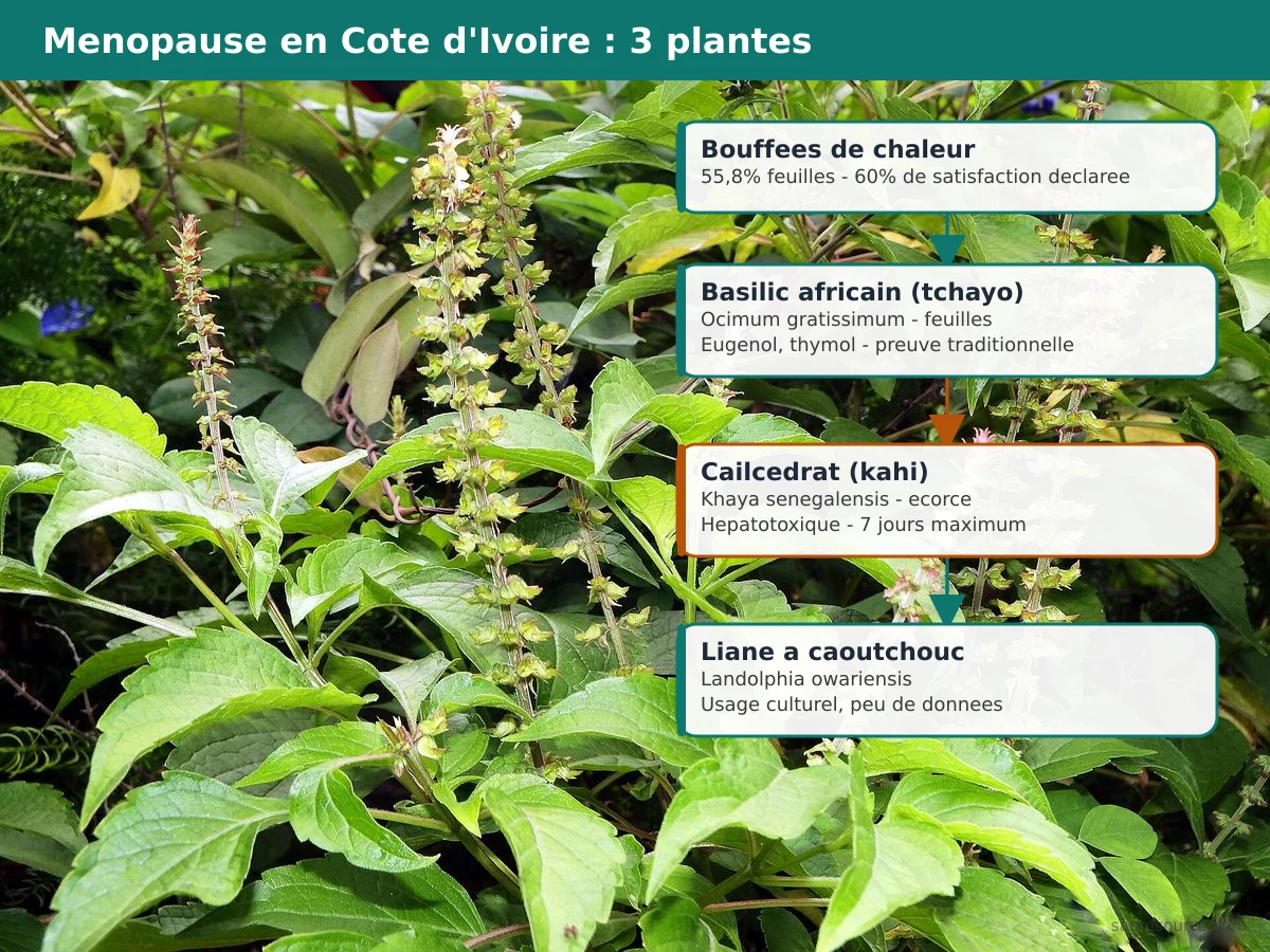 Carte mentale des trois plantes ivoiriennes contre la ménopause : basilic africain, caïlcédrat et liane à caoutchouc