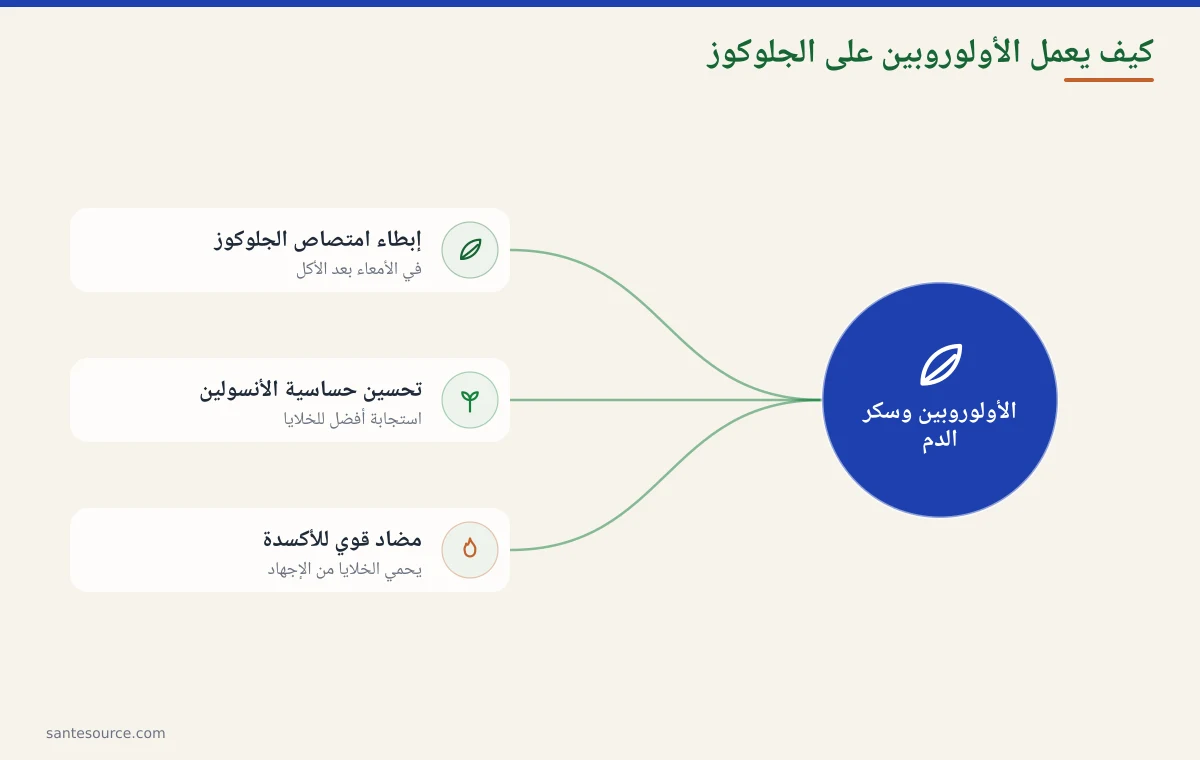 خريطة ذهنية توضح آثار ورق الزيتون على سكر الدم عبر مركب الأولوروبين