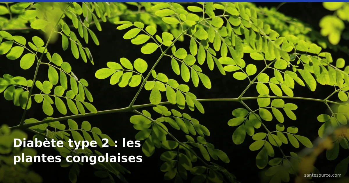 Feuillage vert vif de moringa (nébéday) rétroéclairé, l'une des plantes anti-diabète type 2 documentées en RDC