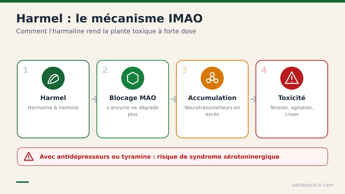 Schéma expliquant comment l'harmaline du harmel bloque la monoamine oxydase et provoque une accumulation de neurotransmetteurs toxiques