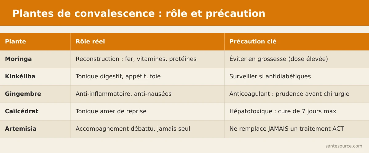 Comparaison des plantes de convalescence : rôle réel et précaution clé pour moringa, kinkéliba, gingembre, caïlcédrat et Artemisia