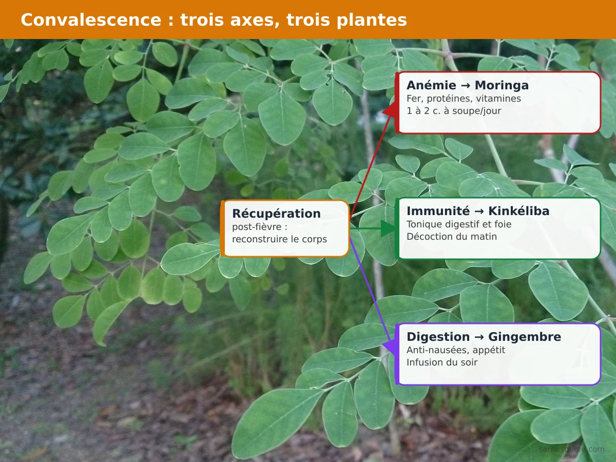 Carte mentale de la convalescence en hivernage : anémie, immunité, digestion reliées au moringa, kinkéliba et gingembre