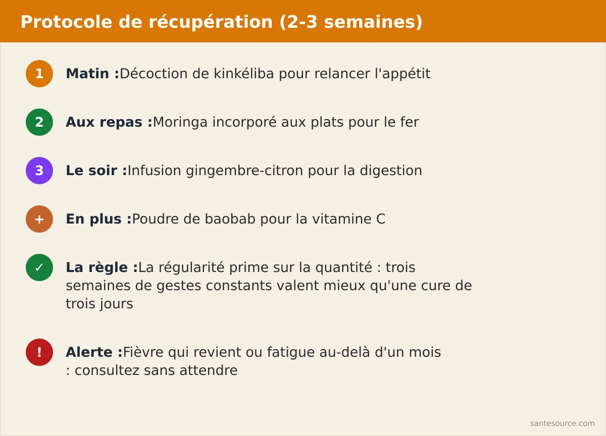 Récapitulatif du protocole de convalescence sur trois semaines : kinkéliba le matin, moringa aux repas, gingembre le soir
