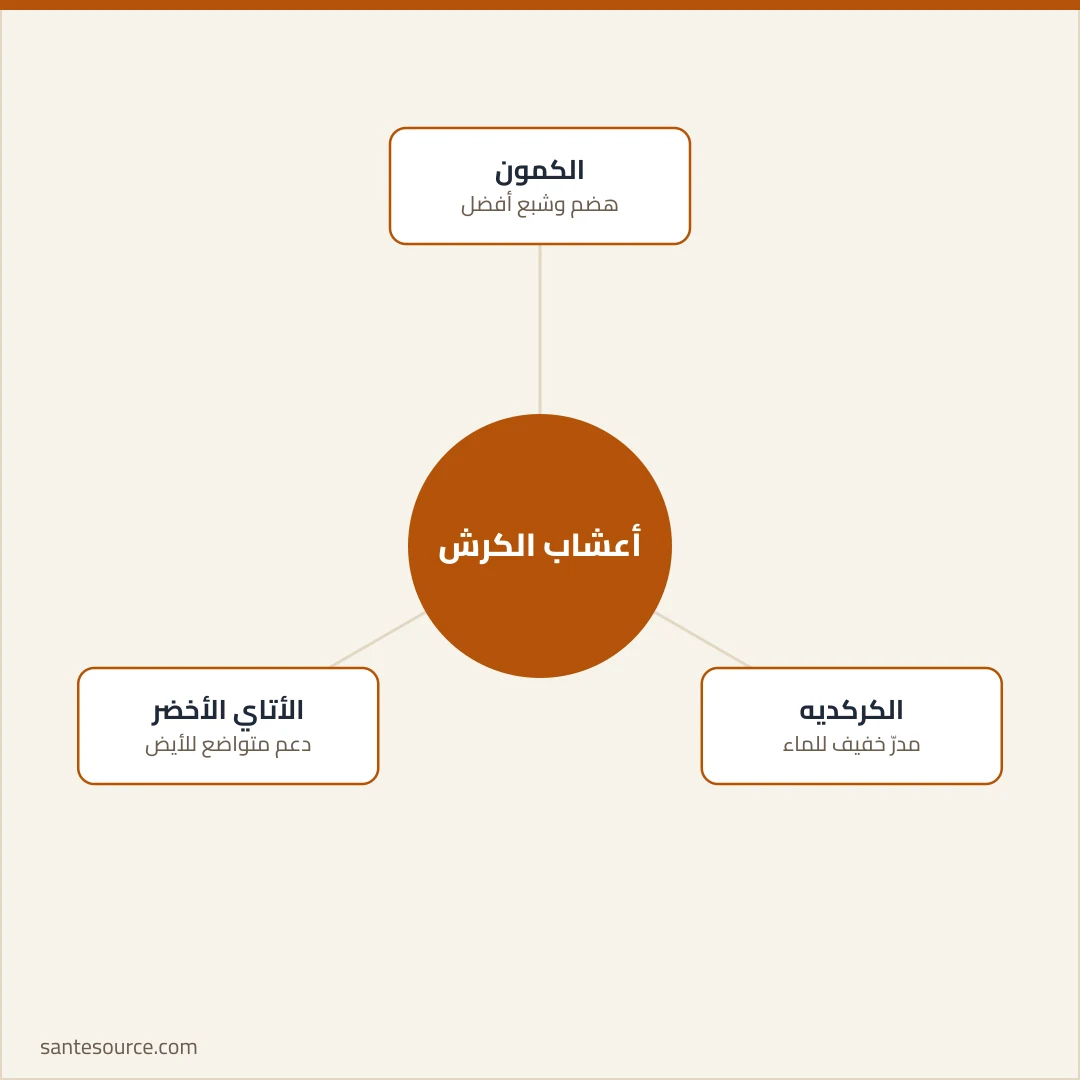 خريطة ذهنية لأعشاب تخسيس الكرش المغربية: الكمون للهضم والشبع، الكركديه المدرّ الخفيف، الأتاي الأخضر لدعم الأيض