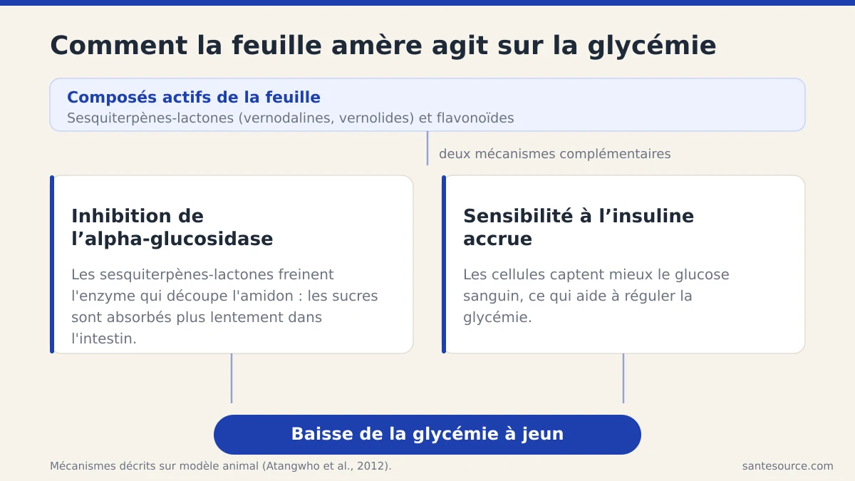 Schéma du mécanisme d'action de la Vernonia amygdalina sur la glycémie : blocage de l'alpha-glucosidase et sensibilité à l'insuline
