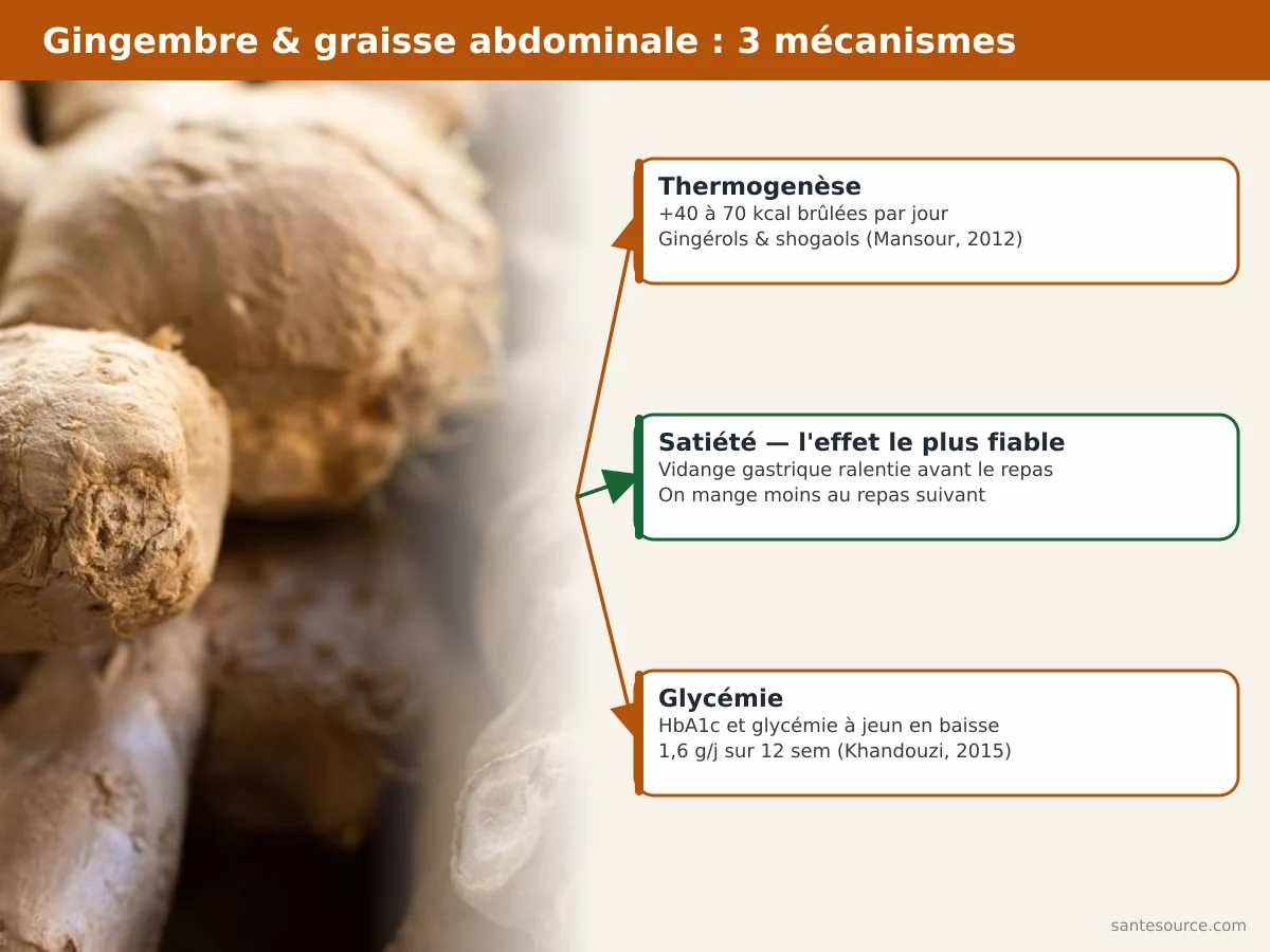 Carte mentale des trois mécanismes minceur du gingembre : thermogenèse, satiété et glycémie, avec leurs sources cliniques