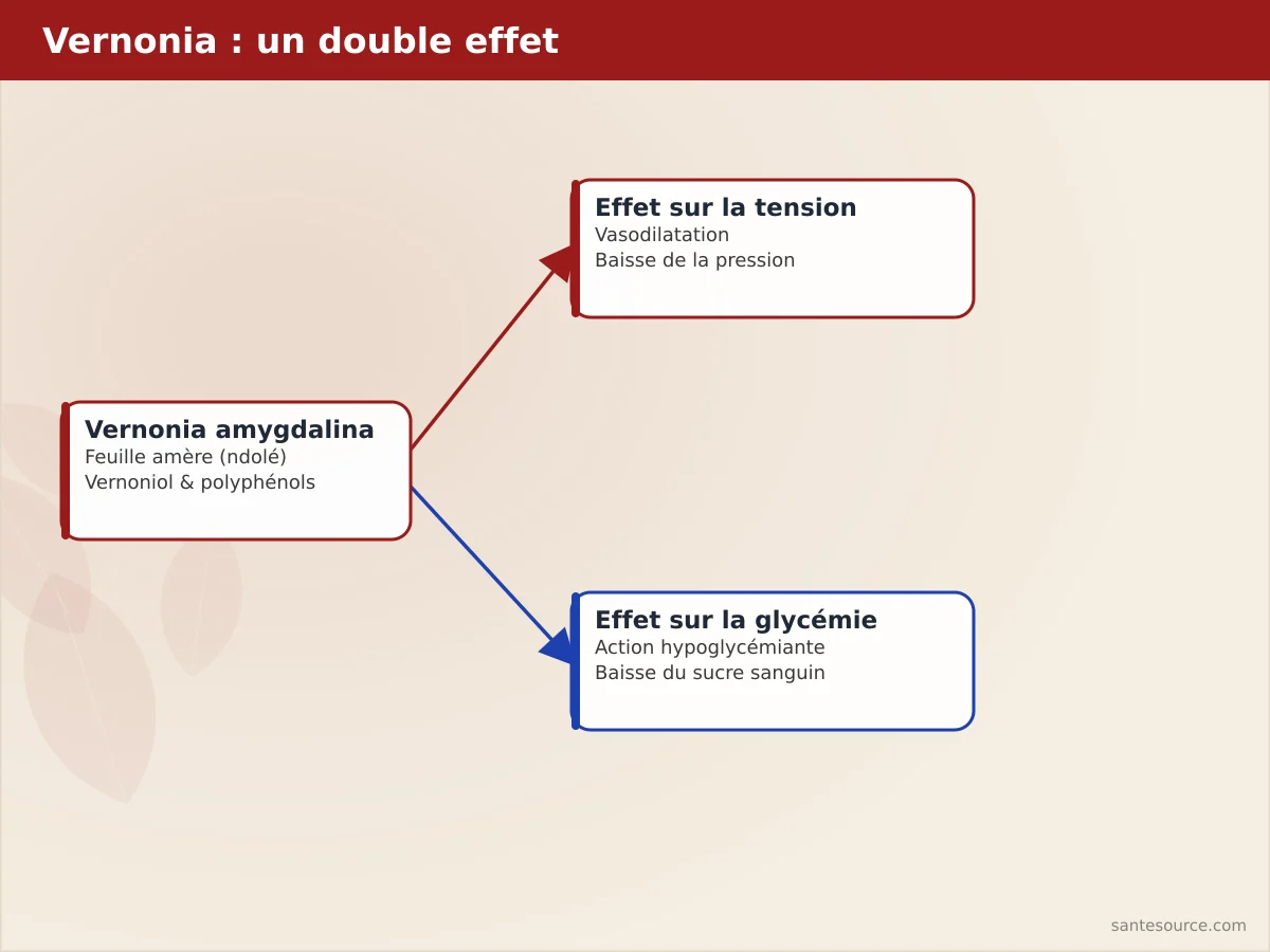 Carte mentale du double effet de la Vernonia amygdalina : vasodilatation pour la tension et effet hypoglycémiant pour le diabète