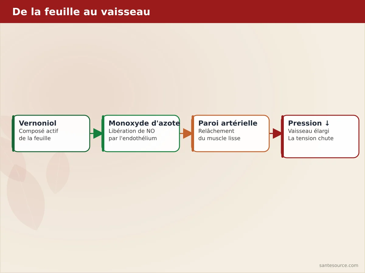 Schéma de la vasodilatation induite par le vernoniol : libération de monoxyde d'azote, relâchement de la paroi artérielle, baisse de pression