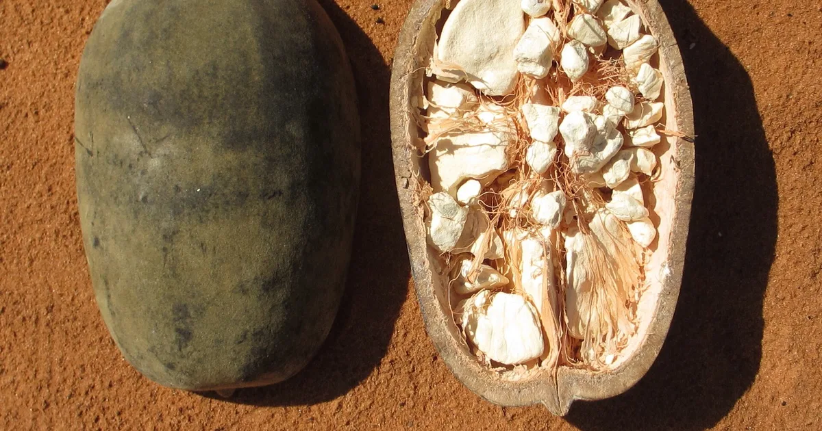 Fruits ancestraux ouest-africains riches en antioxydants — pulpe de baobab (bouye), ditakh ou marché sénégalais — sources naturelles de vitamine C et polyphénols pour l'éclat de la peau