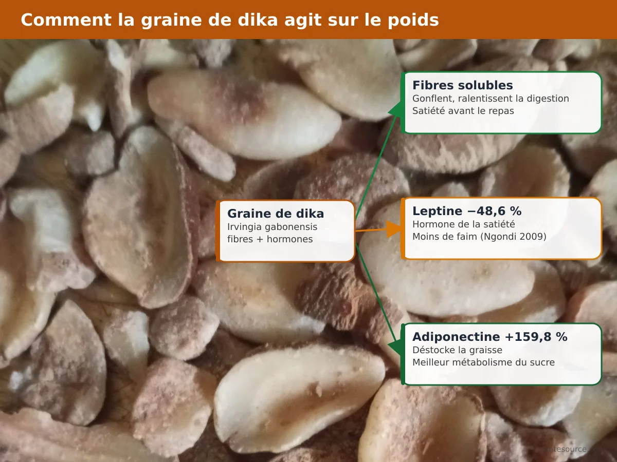 Carte mentale de la mangue africaine andok : fibres, leptine, adiponectine et perte de poids reliées à la graine de dika