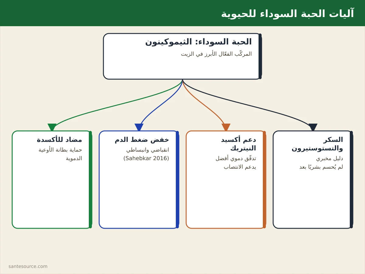 خريطة ذهنية لآليات تأثير الحبة السوداء على حيوية الرجل: الثيموكينون، خفض الضغط، مضادات الأكسدة، ودعم الدورة الدموية