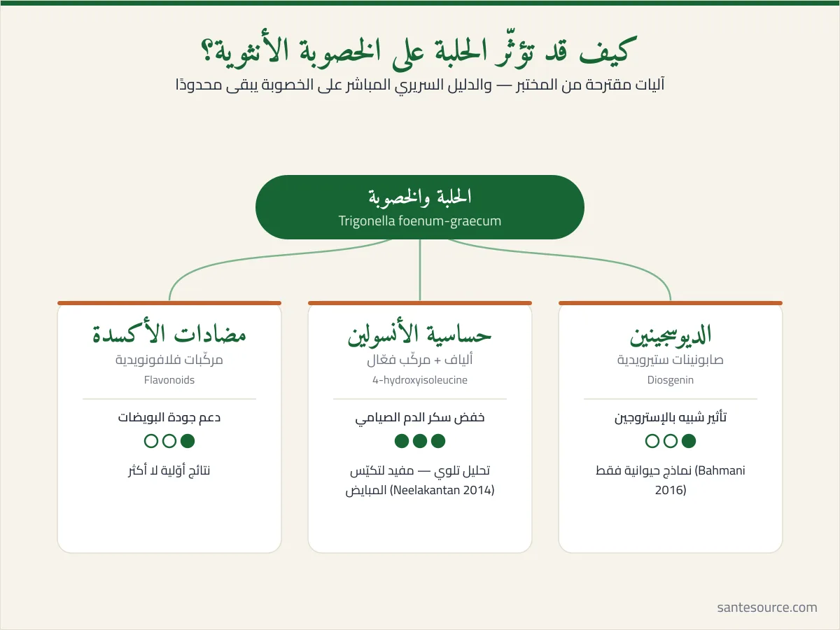 خريطة ذهنية لآليات تأثير الحلبة على الخصوبة الأنثوية: الديوسجينين، حساسية الأنسولين، مضادات الأكسدة، وحدود الدليل العلمي