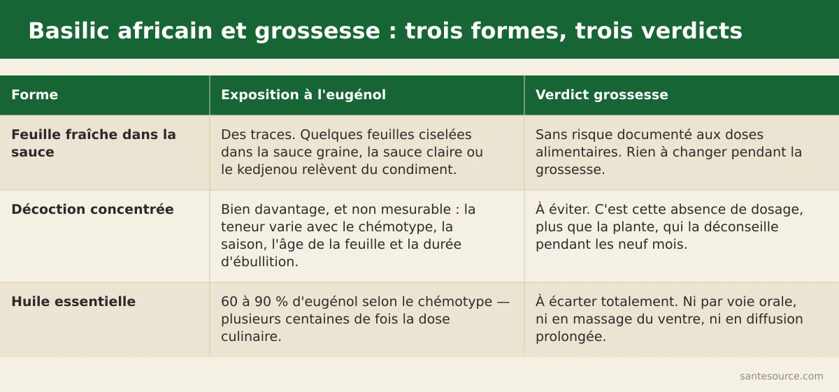 Comparaison entre la dose culinaire de basilic africain dans la sauce et la dose thérapeutique en décoction ou huile essentielle pendant la grossesse