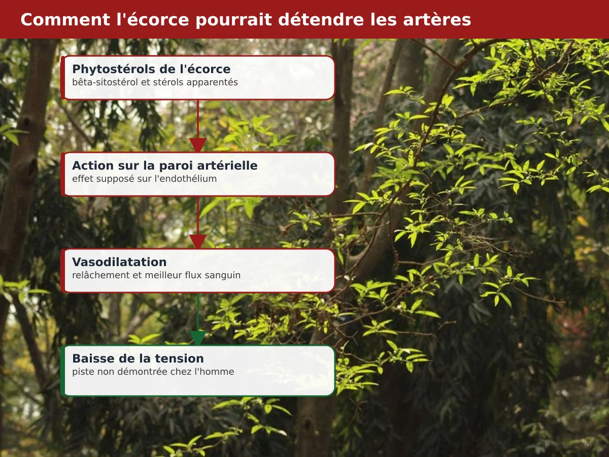 Schéma du mécanisme vasorelaxant des phytostérols de Prunus africana sur la paroi artérielle