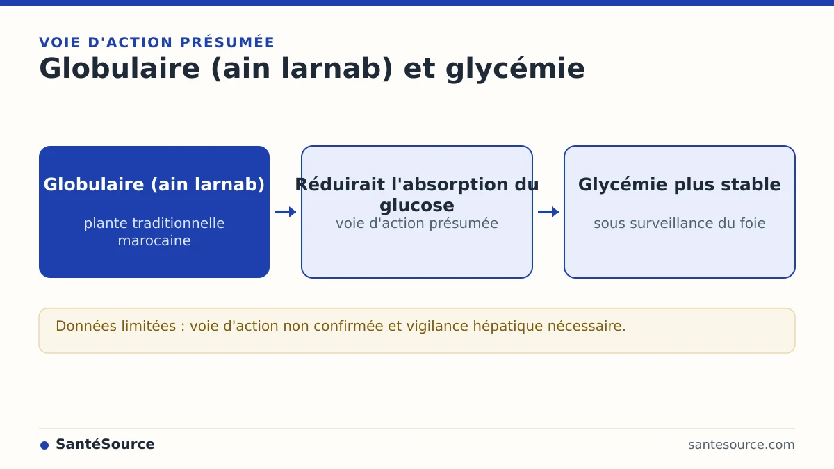 Schéma du mécanisme supposé de la globulaire ain larnab sur la glycémie et le rôle du foie