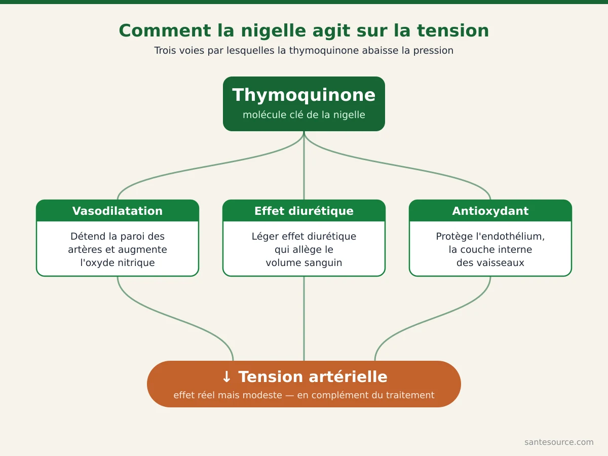 Carte mentale du mécanisme d'action de la nigelle sur la tension artérielle : thymoquinone, oxyde nitrique, effet diurétique et antioxydant