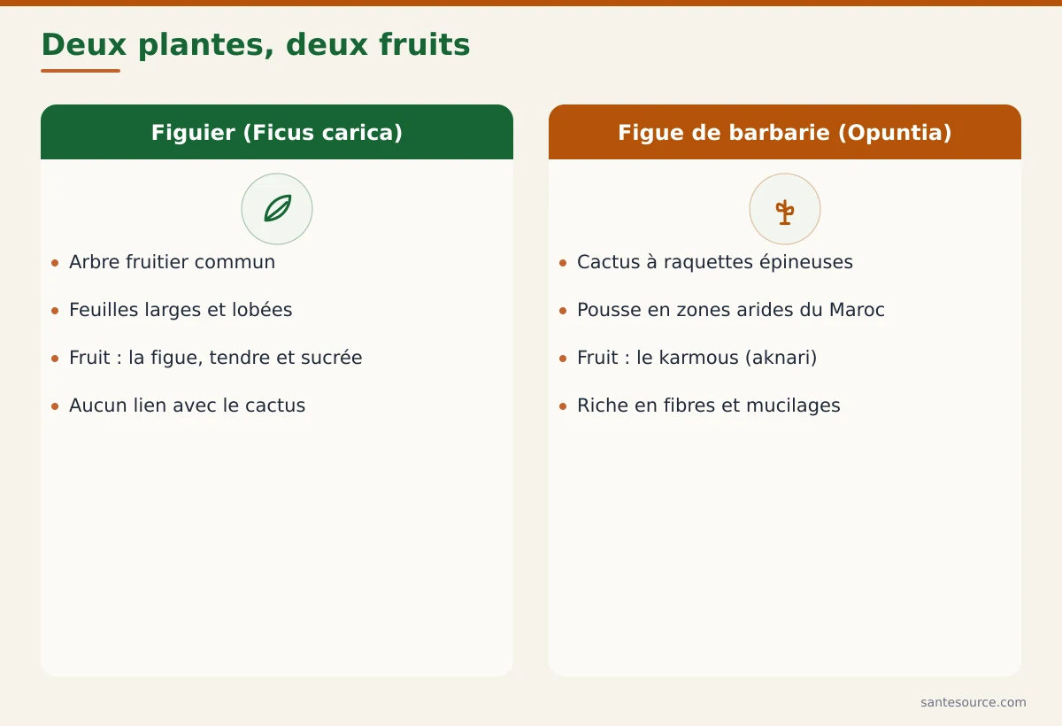 Comparaison figue du figuier (Ficus carica) et figue de barbarie (Opuntia ficus-indica) : plante, aspect et profil nutritionnel