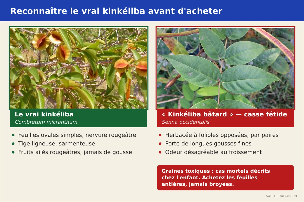 Comparaison visuelle entre les feuilles de kinkéliba (Combretum micranthum) et celles du kinkéliba bâtard (Senna occidentalis)