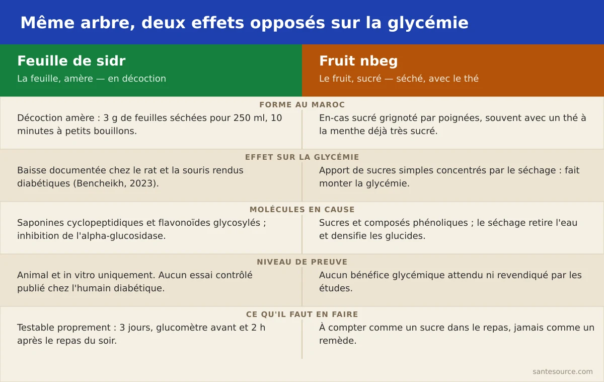 Comparaison entre le fruit nbeg séché, sucré, et la feuille de sidr en décoction, amère, face à la glycémie
