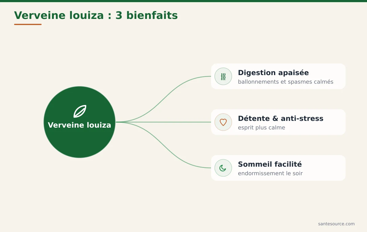 Carte mentale des bienfaits de la verveine louiza pour la digestion, le stress et le sommeil au Maroc