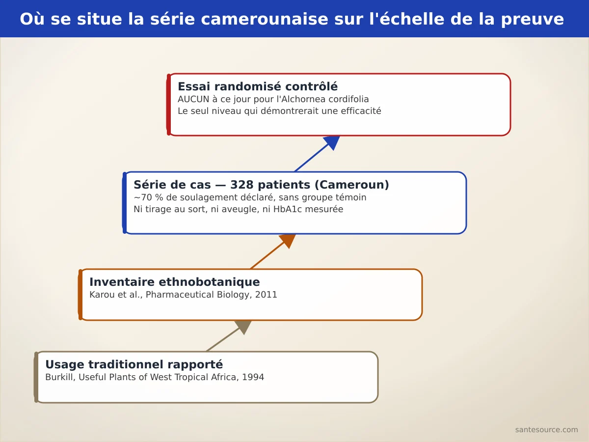 Échelle des niveaux de preuve : usage traditionnel, inventaire ethnobotanique, série de cas de 328 patients, essai randomisé absent pour l'Alchornea cordifolia