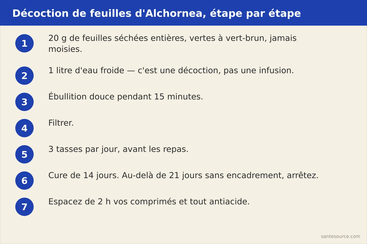 Étapes de la décoction de feuilles d'Alchornea cordifolia : 20 g de feuilles séchées, 1 litre d'eau, 15 minutes d'ébullition douce, filtrage, 3 tasses avant les repas