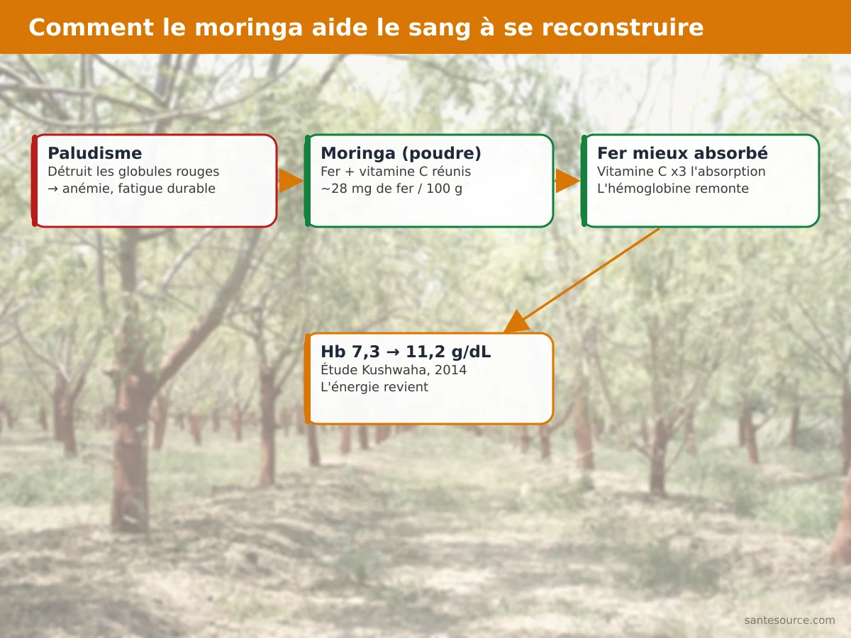Schéma expliquant comment le fer et la vitamine C du moringa reconstruisent l'hémoglobine et corrigent l'anémie post-paludisme