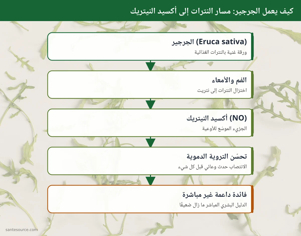 خريطة ذهنية: مسار نترات الجرجير إلى أكسيد النيتريك وتأثيره على تروية الأوعية وصحة الرجل