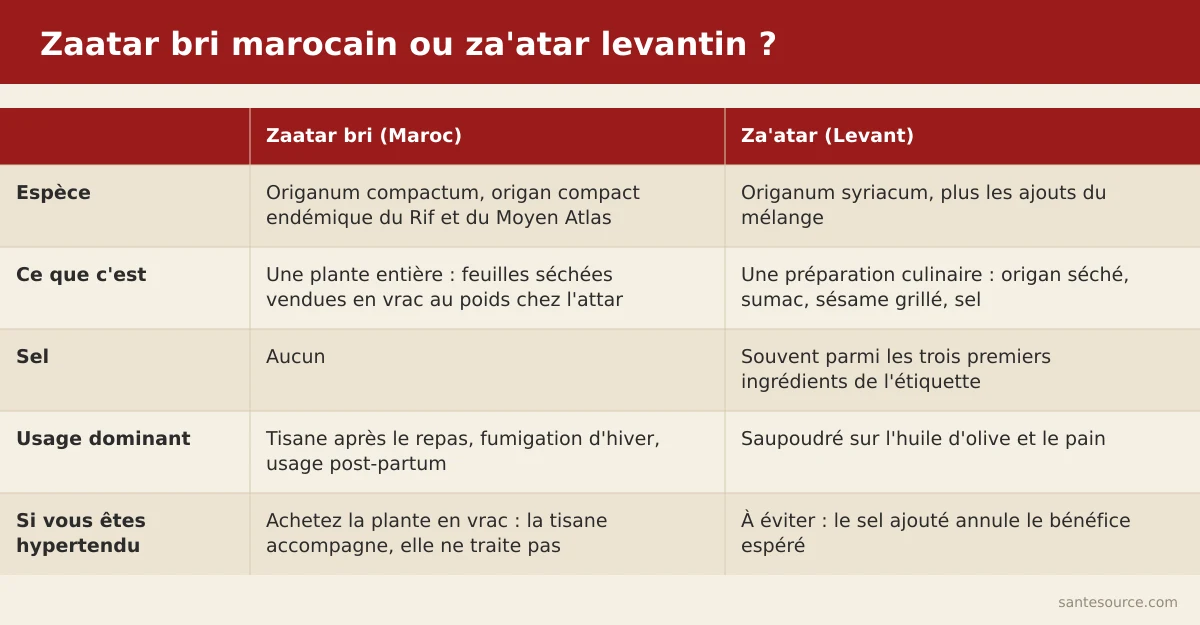 Comparaison entre le zaatar bri marocain (Origanum compactum, feuilles séchées) et le za'atar levantin (mélange thym, sumac, sésame, sel)