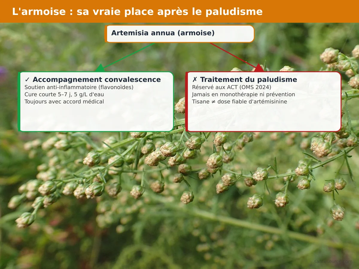 Carte mentale du positionnement de l'Artemisia annua : accompagnement de la convalescence post-paludisme, jamais traitement curatif