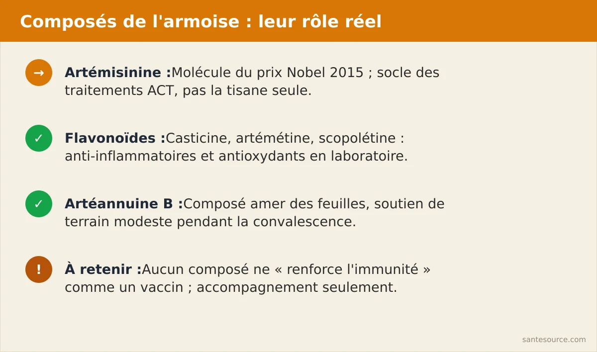 Récapitulatif des composés actifs de l'armoise annuelle : artémisinine, casticine, artémétine, scopolétine et leurs rôles