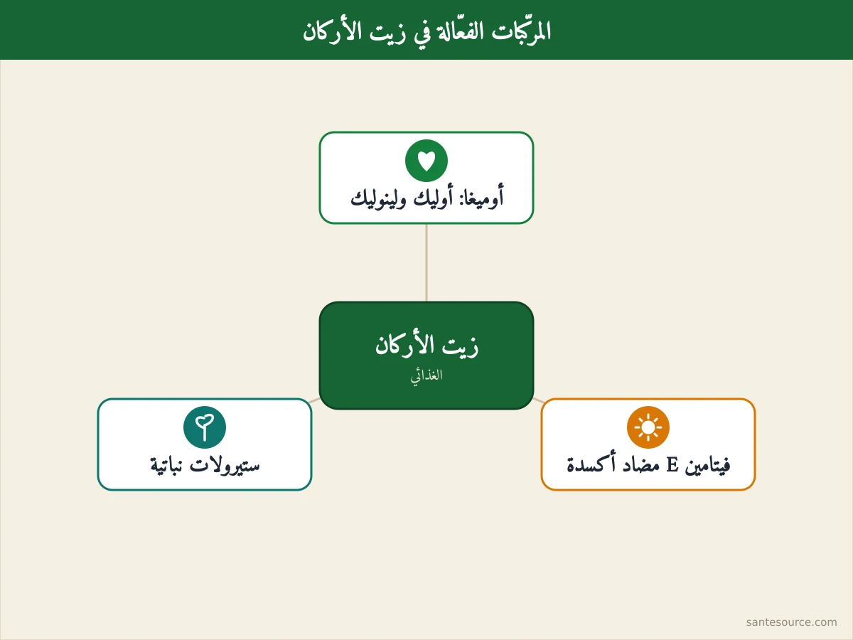 خريطة ذهنية للمركّبات الفعّالة في زيت الأركان: الأحماض الدهنية وفيتامين E والستيرولات النباتية