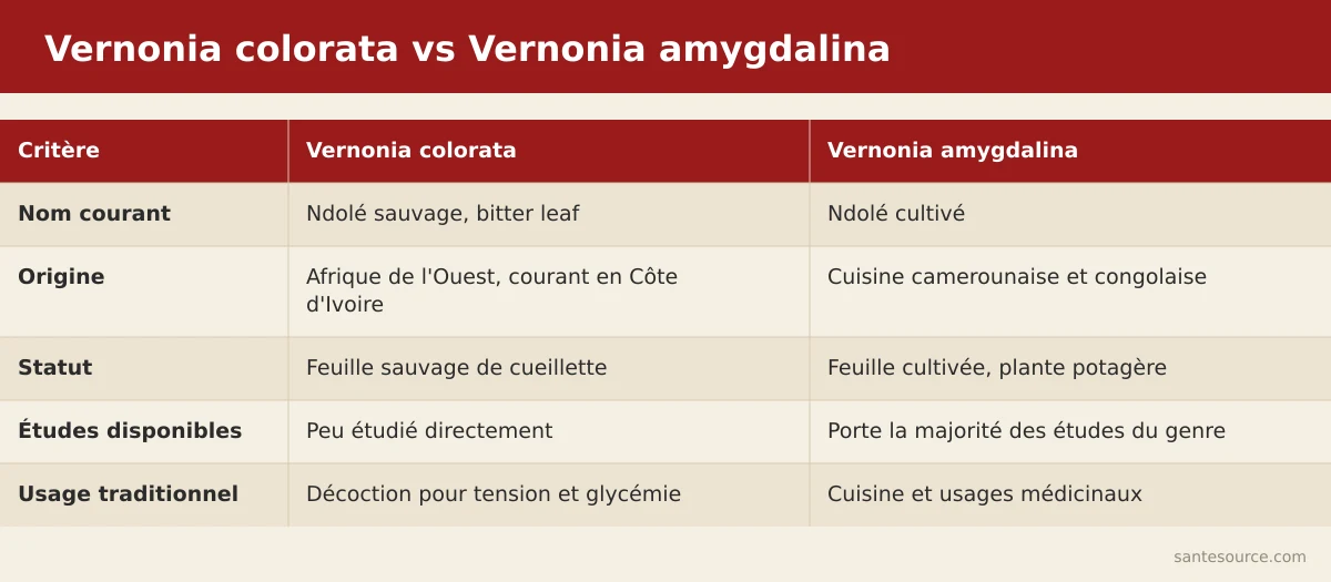 Carte comparant Vernonia colorata (ndolé sauvage, Côte d'Ivoire) et Vernonia amygdalina (ndolé cultivé, Cameroun)