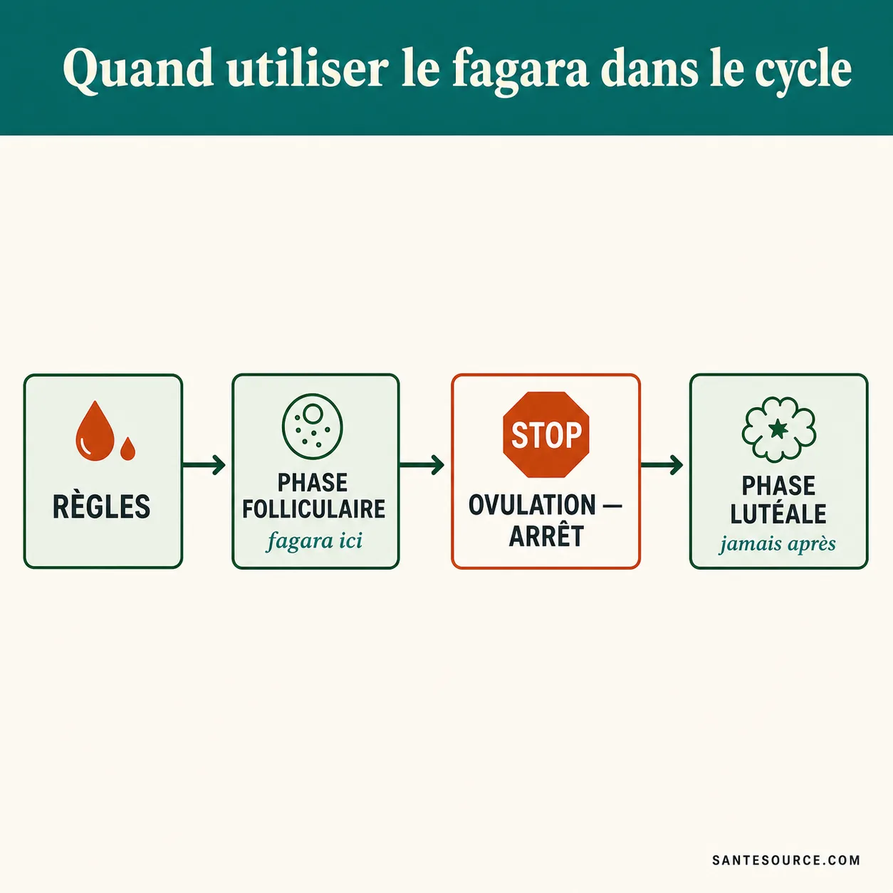 Schéma du cycle menstruel montrant la phase folliculaire où le fagara est traditionnellement utilisé, avant l'ovulation