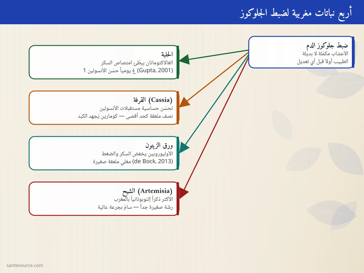 خريطة ذهنية للنباتات المغربية الخافضة للسكر: الحلبة والقرفة وورق الزيتون والشيح وآلية عمل كل منها