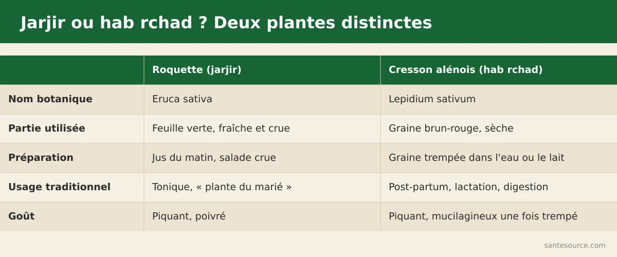 Comparaison côte à côte de la roquette (jarjir, feuille verte) et du cresson alénois (hab rchad, graine brun-rouge)