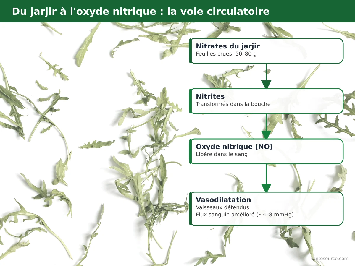 Schéma du parcours des nitrates de la roquette vers l'oxyde nitrique et la dilatation des vaisseaux sanguins