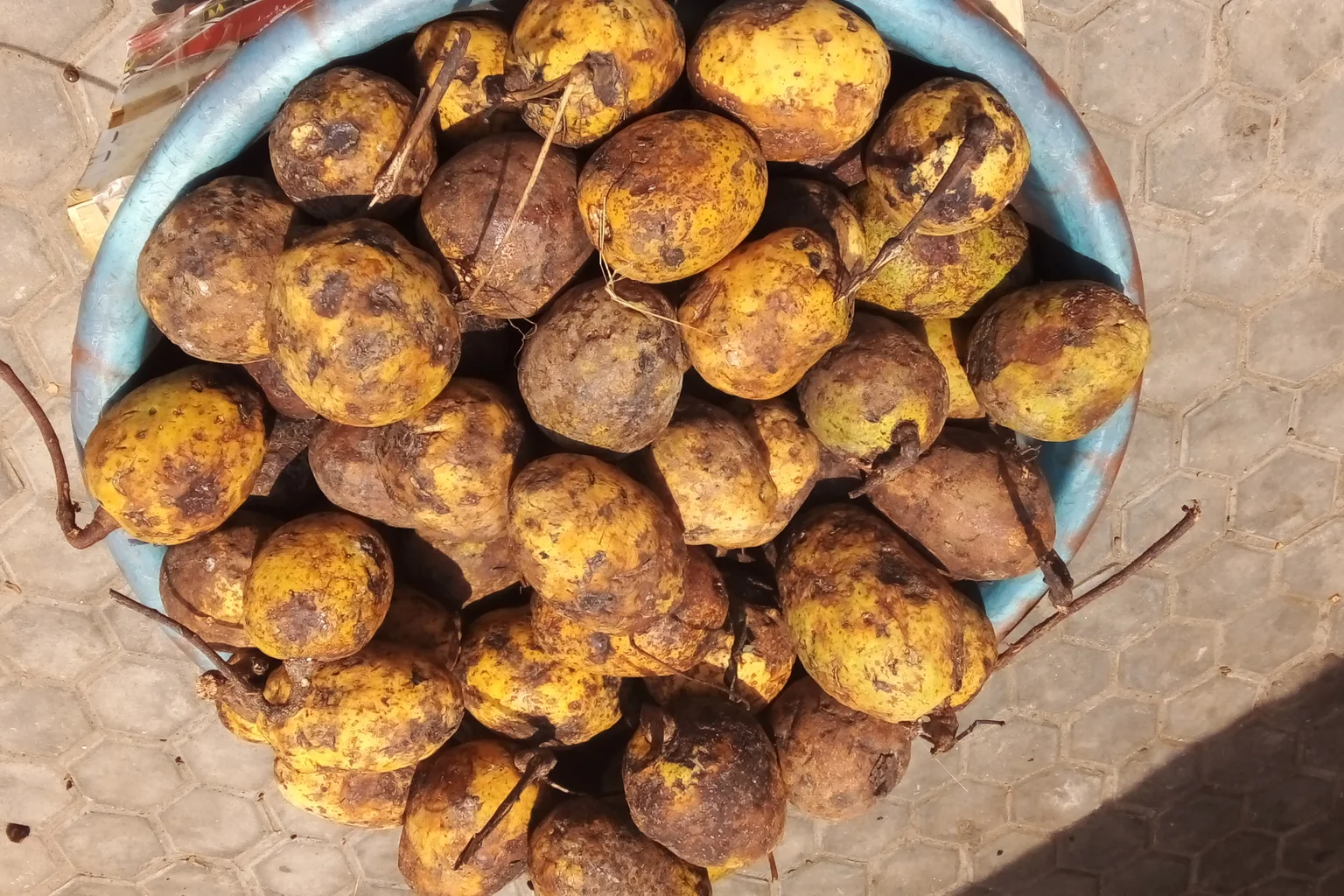 Panier de madd (Saba senegalensis) au marché ivoirien, fruit forêt-savane à index glycémique bas pour la gestion du diabète en Côte d'Ivoire