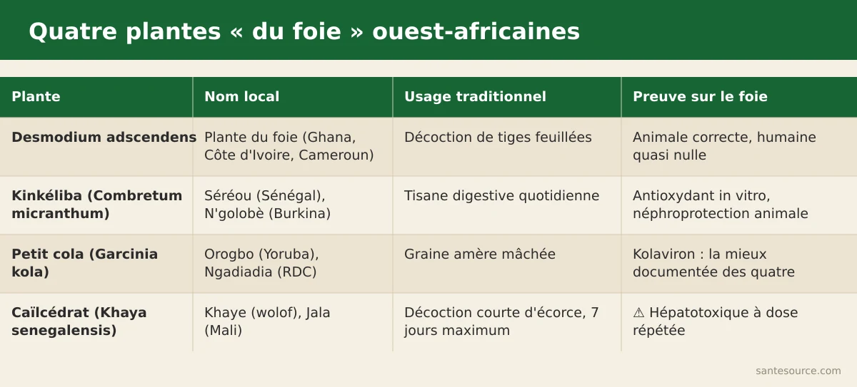 Comparaison desmodium, kinkéliba, petit cola et caïlcédrat : usage traditionnel et niveau de preuve sur le foie
