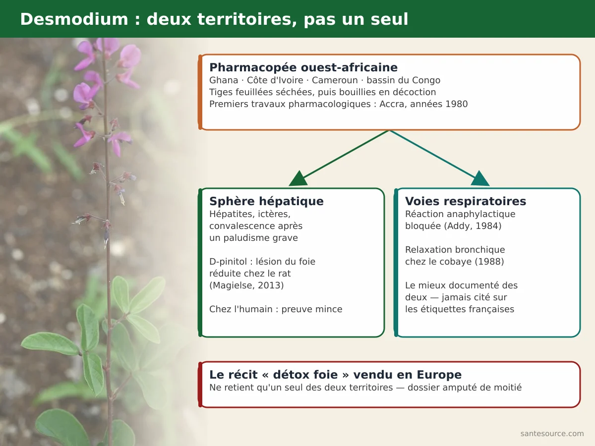 Carte mentale du desmodium : origine ouest-africaine, usage hépatique et usage respiratoire de la pharmacopée ghanéenne