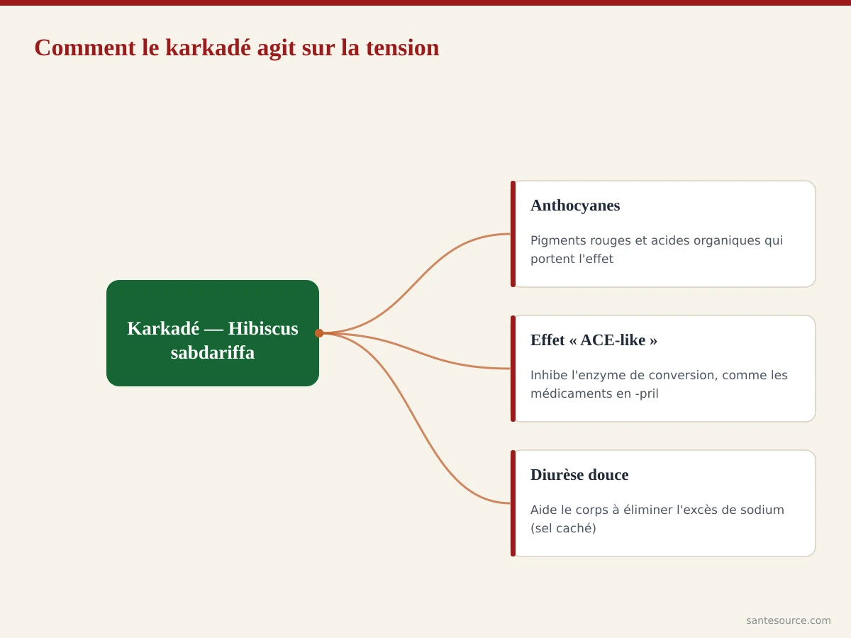 Carte mentale du mécanisme d'action du karkadé sur la tension artérielle : anthocyanes, effet ACE-like et diurétique doux