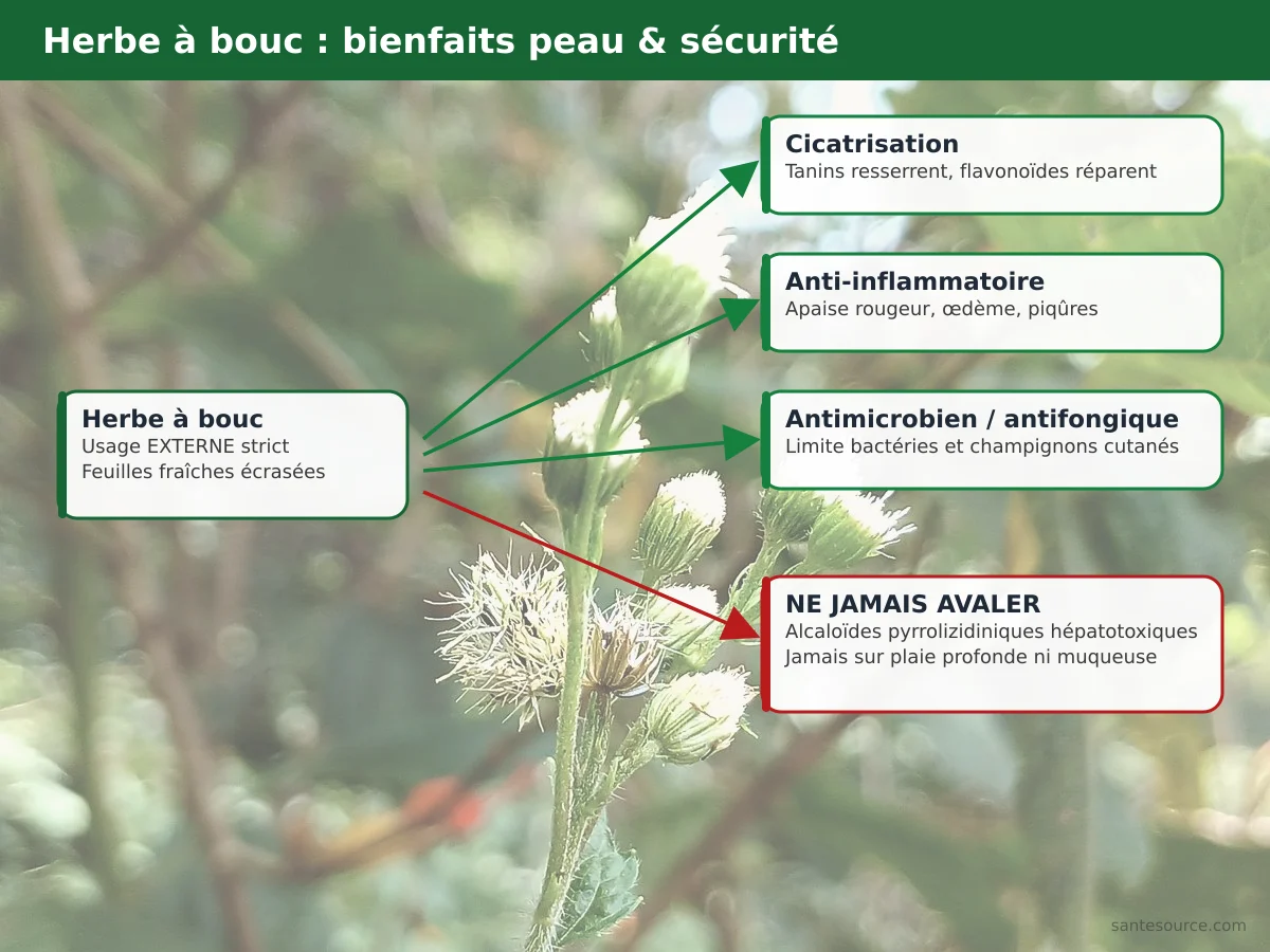 Carte mentale des bienfaits cutanés de l'Ageratum conyzoides et de son alerte sécurité usage externe