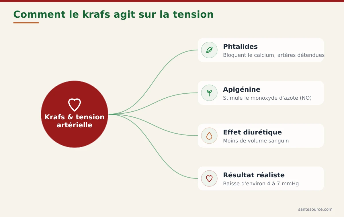 Carte mentale du mécanisme d'action du krafs (céleri) sur la tension : phtalides, apigénine, monoxyde d'azote et effet diurétique