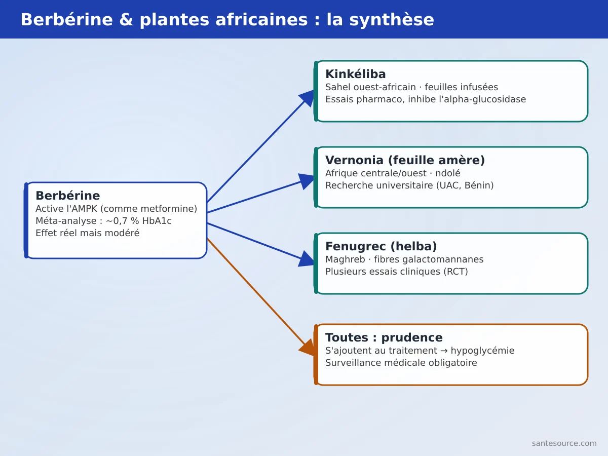 Carte mentale comparant la berbérine et les plantes africaines hypoglycémiantes (kinkéliba, Vernonia, fenugrec) avec leur niveau de preuve