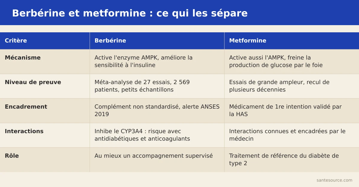 Comparaison côte à côte de la berbérine et de la metformine : mécanisme AMPK, niveau de preuve, encadrement réglementaire