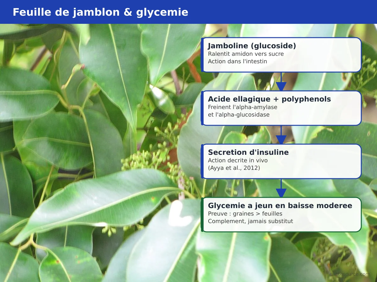 Carte mentale des composés du jamblon (jamboline, acide ellagique) et de leur action sur la glycémie