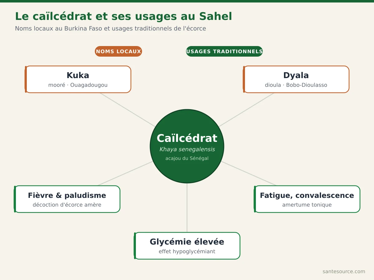 Carte mentale du caïlcédrat (Khaya senegalensis) : noms mooré Kuka et dioula Dyala, et ses trois usages traditionnels au Burkina Faso