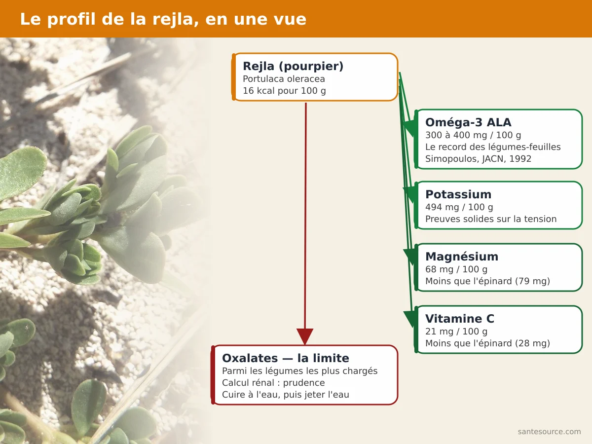 Carte mentale du profil nutritionnel de la rejla (pourpier) : oméga-3 ALA, potassium, magnésium, vitamine C et oxalates