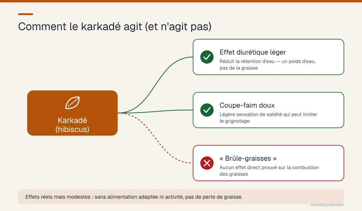 Schéma du mécanisme du karkadé hibiscus sur la rétention d'eau et la satiété, sans combustion des graisses