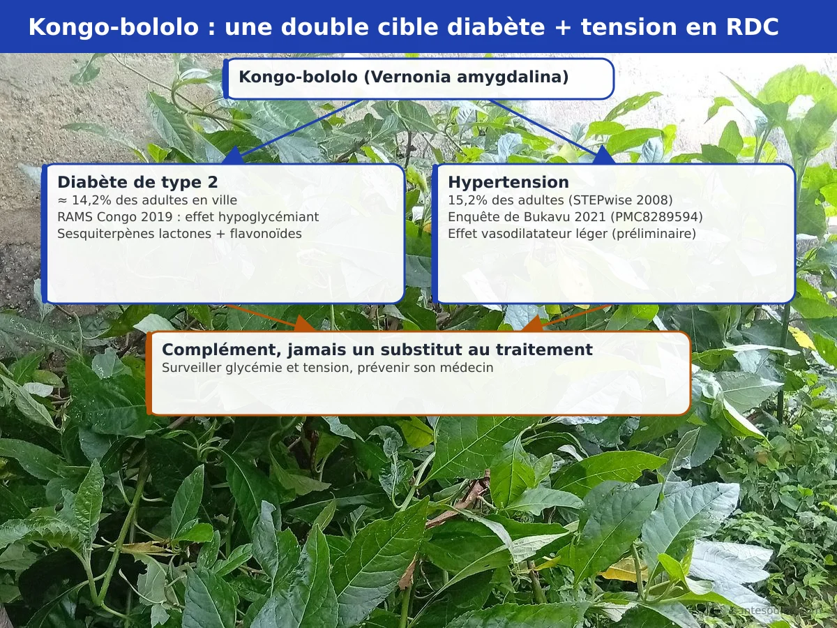 Carte mentale du kongo-bololo (Vernonia amygdalina) en RDC : noms locaux mululu, double cible diabète et hypertension, et études congolaises de Bukavu et RAMS Congo